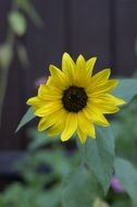 small Sunflower blooming in garden on a blurred background