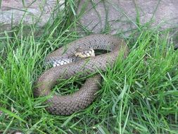 non-hazardou snake in the green grass