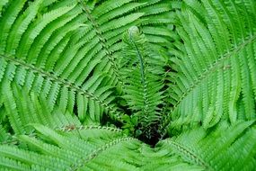 bright green leaves of fern in a circle