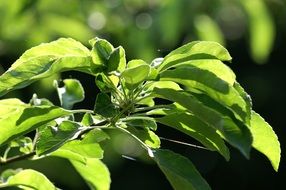 extraordinary Green Leaves