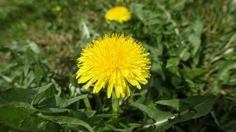 yellow dandelion in spring