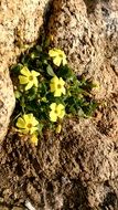 closeup photo of yellow flowers on stones in chile