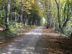 photo of forest road in autumn