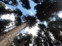 tall trees in a forest thicket, bottom view