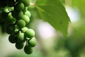 Macro photo of Green grapes