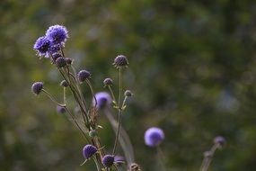 Succisa pratensis, devil's-bit, purple wildflowers