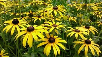 delightful yellow summer flowers close-up