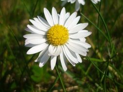 Spring Daisy Flower