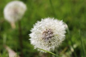 dandelions with fluffy flying seeds on a green field