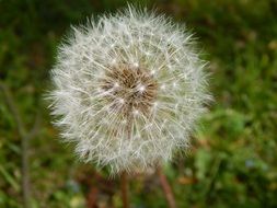 dandelion is a plant with flying seeds