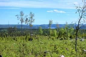 forests in the finnish landscape