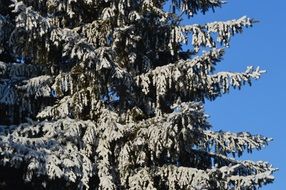 blue spruce in the snow in winter