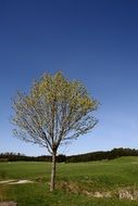 tree on green meadow nature landscape