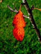 orange leaf on a small tree close-up