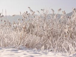 landscape of reed near the lake in the snow