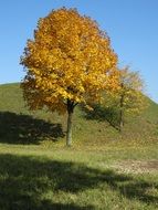 round tree in bright autumn foliage on a green hill