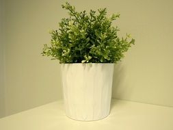 Houseplant in the pot