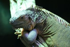 Exotic reptile basking under a lamp