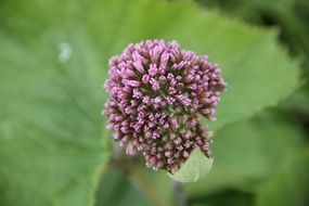 Closeup photo of purple blossoms