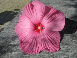 huge light pink hibiscus on a stone