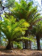 green palm tree in honduras