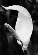 filigree white flower in black and white