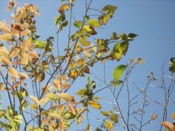 tree branches with green leaves against the sky