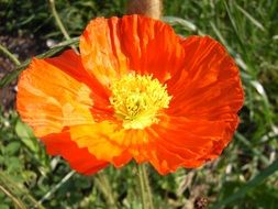 Beautiful colorful poppy on the field of poppies