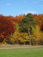 forest in colorful colors of autumn on a sunny day