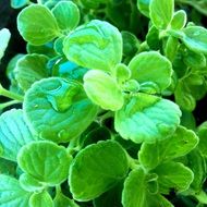 vicks plant in drops of water close-up