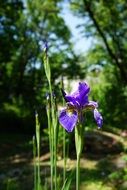 purple iris on a background of green trees