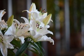 white elegant lilies in a bouquet