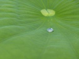 water drop on the lotus leaf