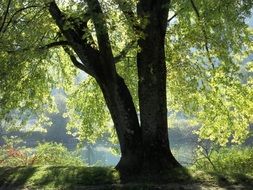 magic beauty Lights Trees