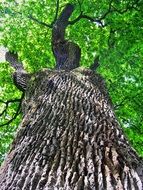oak with green crown