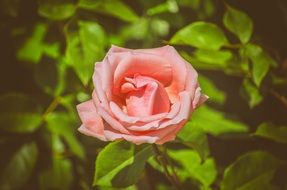 unmatched Pink Roses