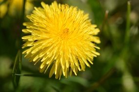 dandelion spring awakening