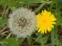 different dandelions close-up on a blurred background