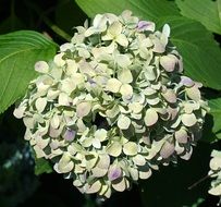 Hydrangea Changing