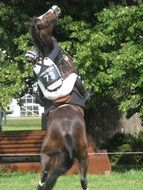 horse rider in equestrian sport