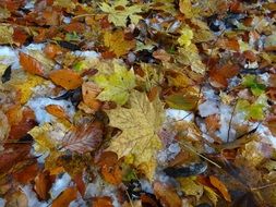 Leaves Fall Foliage Leaf Brown
