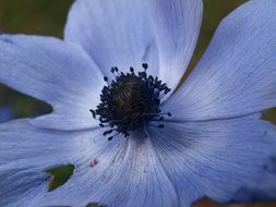 Poppy Blue Flower