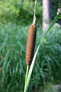 Closeup Picture of Cattail
