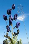 extraordinary blue Flower