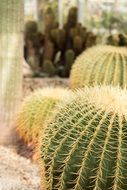 Mother-In-Law Chair is a cactus