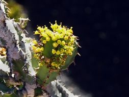 small cactus on the ground