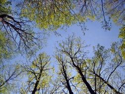 extraordinary Forest Krone