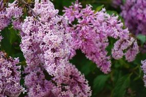 lush flowering of purple lilac close-up