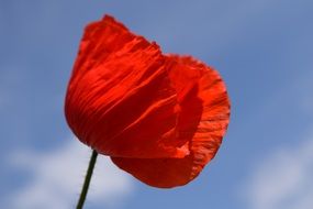 red poppy against blue sky background