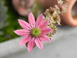 Closeup photo of pink flower